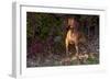 Vizsla Standing by Autumn Foliage, Guilford, Connecticut, USA-Lynn M^ Stone-Framed Photographic Print