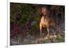 Vizsla Standing by Autumn Foliage, Guilford, Connecticut, USA-Lynn M^ Stone-Framed Photographic Print