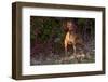 Vizsla Standing by Autumn Foliage, Guilford, Connecticut, USA-Lynn M^ Stone-Framed Photographic Print