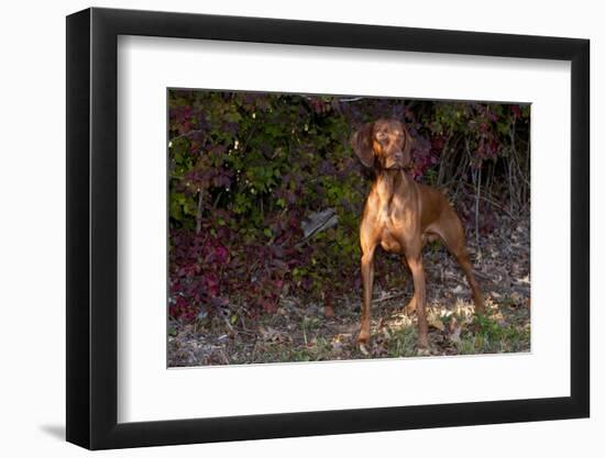 Vizsla Standing by Autumn Foliage, Guilford, Connecticut, USA-Lynn M^ Stone-Framed Photographic Print