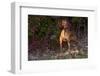 Vizsla Standing by Autumn Foliage, Guilford, Connecticut, USA-Lynn M^ Stone-Framed Photographic Print