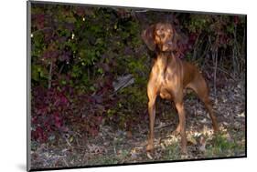 Vizsla Standing by Autumn Foliage, Guilford, Connecticut, USA-Lynn M^ Stone-Mounted Photographic Print