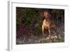 Vizsla Standing by Autumn Foliage, Guilford, Connecticut, USA-Lynn M^ Stone-Framed Photographic Print