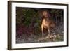 Vizsla Standing by Autumn Foliage, Guilford, Connecticut, USA-Lynn M^ Stone-Framed Photographic Print