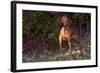 Vizsla Standing by Autumn Foliage, Guilford, Connecticut, USA-Lynn M^ Stone-Framed Photographic Print