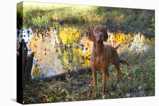 Vizsla Standing by Pool with Autumn Reflections, Pomfret, Connecticut, USA-Lynn M^ Stone-Stretched Canvas