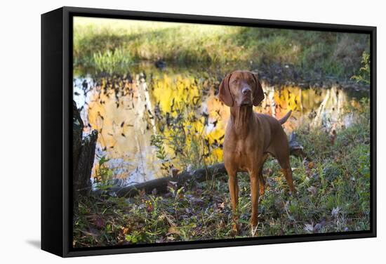 Vizsla Standing by Pool with Autumn Reflections, Pomfret, Connecticut, USA-Lynn M^ Stone-Framed Stretched Canvas