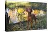 Vizsla Standing by Pool with Autumn Reflections, Pomfret, Connecticut, USA-Lynn M^ Stone-Stretched Canvas