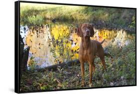 Vizsla Standing by Pool with Autumn Reflections, Pomfret, Connecticut, USA-Lynn M^ Stone-Framed Stretched Canvas