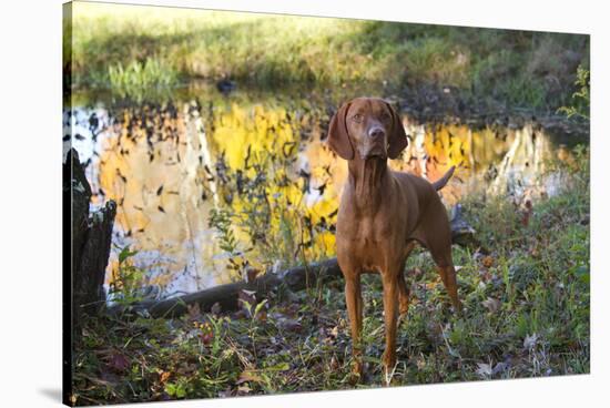 Vizsla Standing by Pool with Autumn Reflections, Pomfret, Connecticut, USA-Lynn M^ Stone-Stretched Canvas