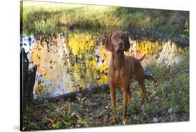 Vizsla Standing by Pool with Autumn Reflections, Pomfret, Connecticut, USA-Lynn M^ Stone-Stretched Canvas