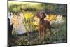 Vizsla Standing by Pool with Autumn Reflections, Pomfret, Connecticut, USA-Lynn M^ Stone-Mounted Premium Photographic Print