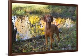 Vizsla Standing by Pool with Autumn Reflections, Pomfret, Connecticut, USA-Lynn M^ Stone-Framed Photographic Print