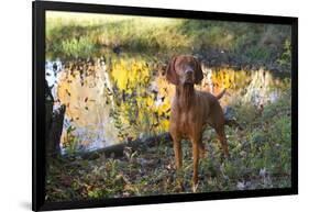 Vizsla Standing by Pool with Autumn Reflections, Pomfret, Connecticut, USA-Lynn M^ Stone-Framed Photographic Print