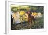 Vizsla Standing by Pool with Autumn Reflections, Pomfret, Connecticut, USA-Lynn M^ Stone-Framed Photographic Print