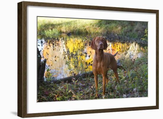 Vizsla Standing by Pool with Autumn Reflections, Pomfret, Connecticut, USA-Lynn M^ Stone-Framed Photographic Print