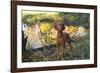 Vizsla Standing by Pool with Autumn Reflections, Pomfret, Connecticut, USA-Lynn M^ Stone-Framed Photographic Print