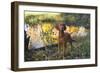 Vizsla Standing by Pool with Autumn Reflections, Pomfret, Connecticut, USA-Lynn M^ Stone-Framed Photographic Print