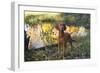 Vizsla Standing by Pool with Autumn Reflections, Pomfret, Connecticut, USA-Lynn M^ Stone-Framed Photographic Print