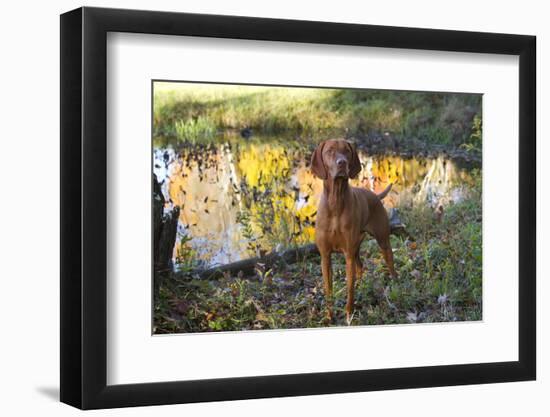 Vizsla Standing by Pool with Autumn Reflections, Pomfret, Connecticut, USA-Lynn M^ Stone-Framed Photographic Print