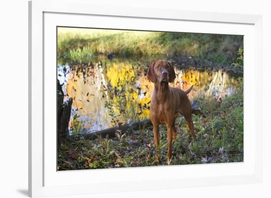 Vizsla Standing by Pool with Autumn Reflections, Pomfret, Connecticut, USA-Lynn M^ Stone-Framed Photographic Print