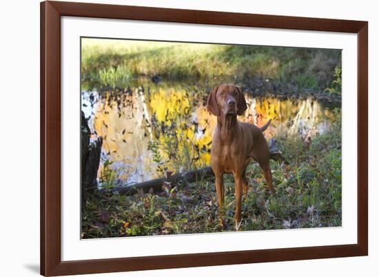 Vizsla Standing by Pool with Autumn Reflections, Pomfret, Connecticut, USA-Lynn M^ Stone-Framed Photographic Print