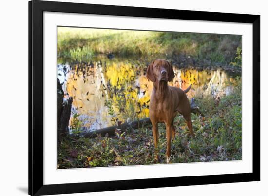 Vizsla Standing by Pool with Autumn Reflections, Pomfret, Connecticut, USA-Lynn M^ Stone-Framed Photographic Print