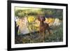 Vizsla Standing by Pool with Autumn Reflections, Pomfret, Connecticut, USA-Lynn M^ Stone-Framed Photographic Print