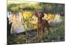 Vizsla Standing by Pool with Autumn Reflections, Pomfret, Connecticut, USA-Lynn M^ Stone-Mounted Photographic Print