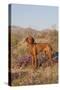 Vizsla Standing in Desert Spring Wildflowers, Mojave Desert, Southern California, USA-Lynn M^ Stone-Stretched Canvas