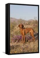 Vizsla Standing in Desert Spring Wildflowers, Mojave Desert, Southern California, USA-Lynn M^ Stone-Framed Stretched Canvas