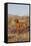 Vizsla Standing in Desert Spring Wildflowers, Mojave Desert, Southern California, USA-Lynn M^ Stone-Framed Stretched Canvas