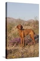 Vizsla Standing in Desert Spring Wildflowers, Mojave Desert, Southern California, USA-Lynn M^ Stone-Stretched Canvas