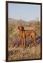 Vizsla Standing in Desert Spring Wildflowers, Mojave Desert, Southern California, USA-Lynn M^ Stone-Framed Premium Photographic Print