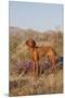 Vizsla Standing in Desert Spring Wildflowers, Mojave Desert, Southern California, USA-Lynn M^ Stone-Mounted Premium Photographic Print