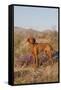 Vizsla Standing in Desert Spring Wildflowers, Mojave Desert, Southern California, USA-Lynn M^ Stone-Framed Stretched Canvas