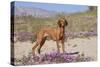 Vizsla Standing in Desert Spring Wildflowers, Mojave Desert, Southern California, USA-Lynn M^ Stone-Stretched Canvas