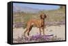 Vizsla Standing in Desert Spring Wildflowers, Mojave Desert, Southern California, USA-Lynn M^ Stone-Framed Stretched Canvas