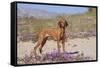 Vizsla Standing in Desert Spring Wildflowers, Mojave Desert, Southern California, USA-Lynn M^ Stone-Framed Stretched Canvas