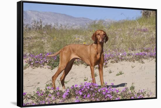 Vizsla Standing in Desert Spring Wildflowers, Mojave Desert, Southern California, USA-Lynn M^ Stone-Framed Stretched Canvas