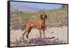 Vizsla Standing in Desert Spring Wildflowers, Mojave Desert, Southern California, USA-Lynn M^ Stone-Framed Stretched Canvas