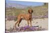 Vizsla Standing in Desert Spring Wildflowers, Mojave Desert, Southern California, USA-Lynn M^ Stone-Stretched Canvas