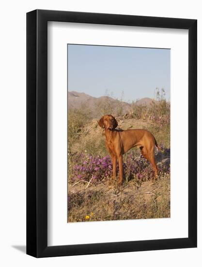 Vizsla Standing in Desert Spring Wildflowers, Mojave Desert, Southern California, USA-Lynn M^ Stone-Framed Premium Photographic Print