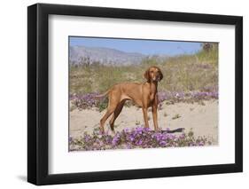 Vizsla Standing in Desert Spring Wildflowers, Mojave Desert, Southern California, USA-Lynn M^ Stone-Framed Premium Photographic Print