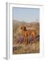 Vizsla Standing in Desert Spring Wildflowers, Mojave Desert, Southern California, USA-Lynn M^ Stone-Framed Photographic Print