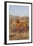 Vizsla Standing in Desert Spring Wildflowers, Mojave Desert, Southern California, USA-Lynn M^ Stone-Framed Photographic Print