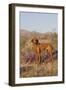 Vizsla Standing in Desert Spring Wildflowers, Mojave Desert, Southern California, USA-Lynn M^ Stone-Framed Photographic Print