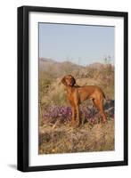 Vizsla Standing in Desert Spring Wildflowers, Mojave Desert, Southern California, USA-Lynn M^ Stone-Framed Photographic Print