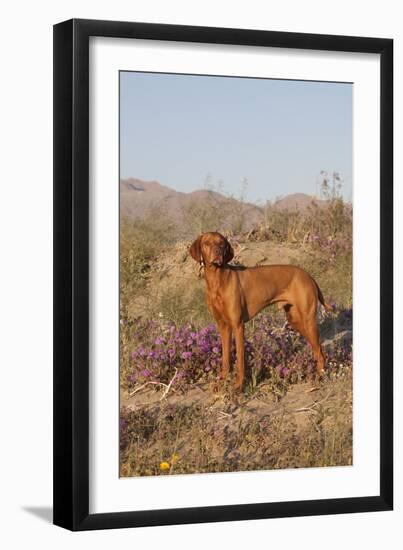 Vizsla Standing in Desert Spring Wildflowers, Mojave Desert, Southern California, USA-Lynn M^ Stone-Framed Photographic Print