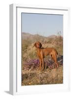 Vizsla Standing in Desert Spring Wildflowers, Mojave Desert, Southern California, USA-Lynn M^ Stone-Framed Photographic Print